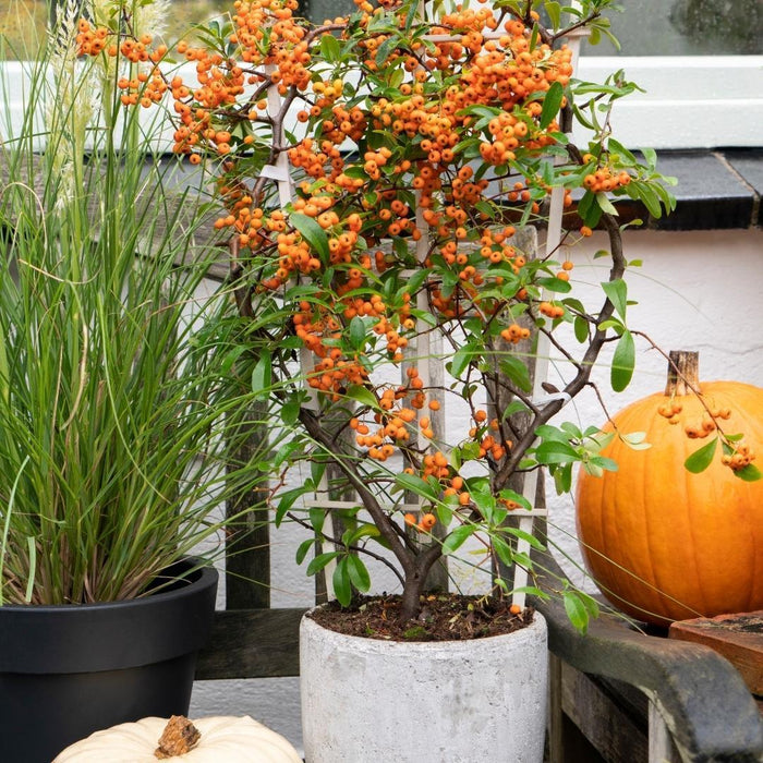 Pyracantha Coccinea Sunny Star - Set Di 2