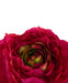Ranuncolo Artificiale Rosa Scuro