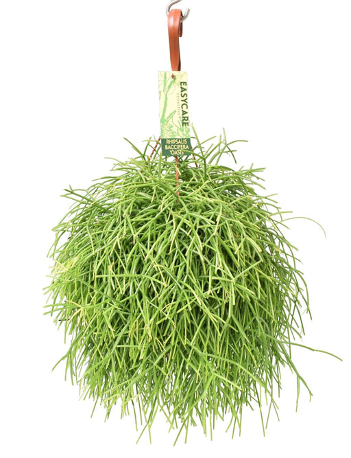 Oasi Di Rhipsalis Baccifera