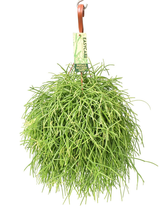 Oasi Di Rhipsalis Baccifera
