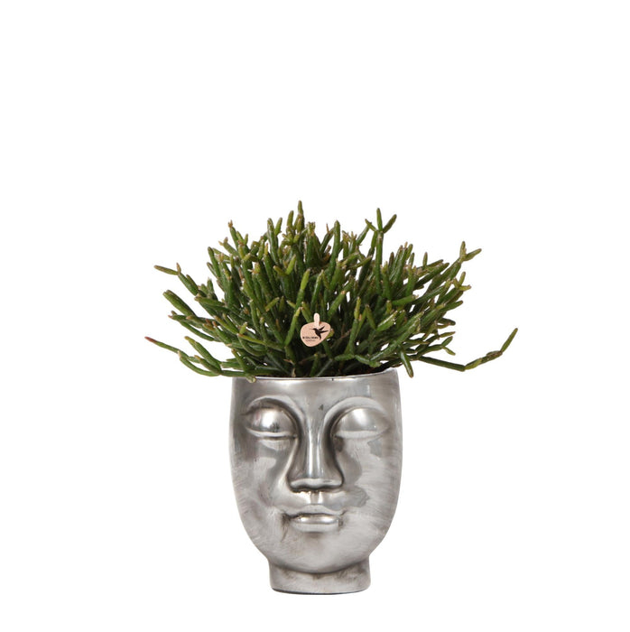 Rhipsalis Baccifera In Vaso D'argento