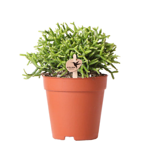 Rhipsalis Cereuscala Oro H15Cm