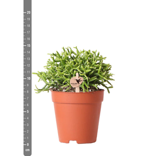Rhipsalis Cereuscala Oro H15Cm
