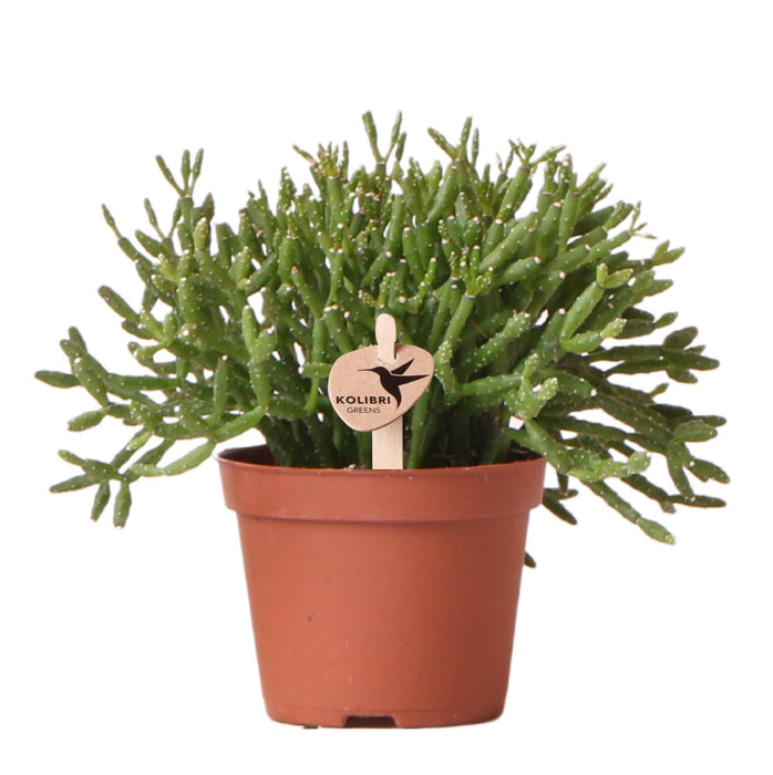 Rhipsalis Cereuscala Oro H7Cm