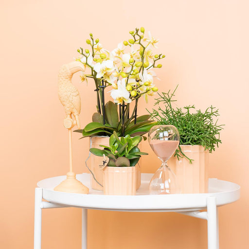 Rhipsalis Cereuscala Oro H7Cm