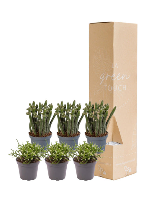 Rhipsalis - Set Di 6 Piante - Confezione Regalo