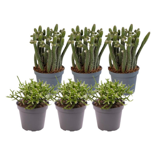 Rhipsalis - Set Di 6 Piante - Confezione Regalo
