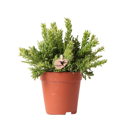 Rhipsalis Mesembryanthemoides H20Cm - Pianta Succulenta Da Interno Di Cactus