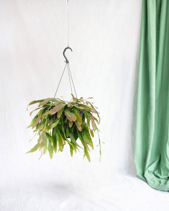 Corallo Rosso Ripsalis