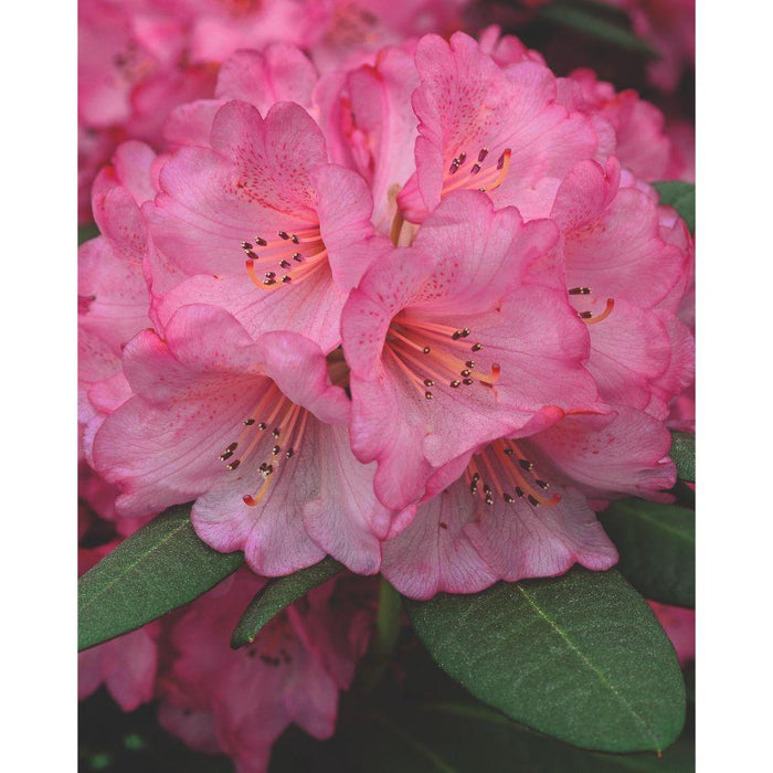 Rododendro 'Wine & Roses'® - ↨20Cm - Ø13Cm - Arbusto Da Fiore