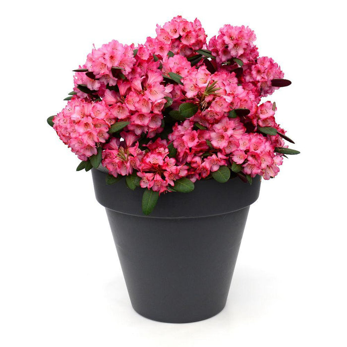 Rododendro 'Wine & Roses'® - ↨20Cm - Ø13Cm - Arbusto Da Fiore