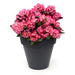 Rododendro 'Wine & Roses'® - ↨20Cm - Ø13Cm - Arbusto Da Fiore