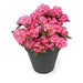 Rododendro 'Wine & Roses'® - ↨20Cm - Ø13Cm - Arbusto Da Fiore