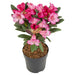 Rododendro 'Wine & Roses'® - ↨20Cm - Ø13Cm - Arbusto Da Fiore