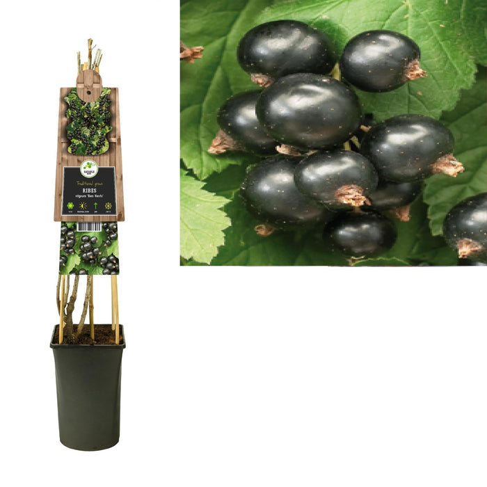 Ribes Nigrum 'Ben Nevis'+3.0 Etichetta - Ø17Cm - ↕75Cm