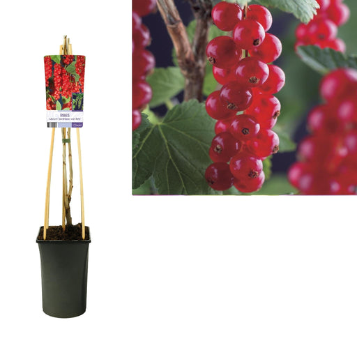 Ribes Rubrum 'Jonkheer Van Tets' +Etichetta Leggera - Ø17Cm - ↕75Cm
