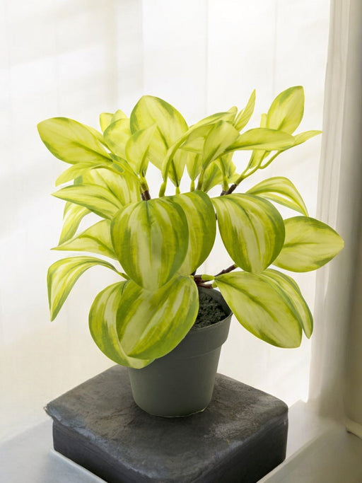 Rohdea - Pianta Verde Artificiale