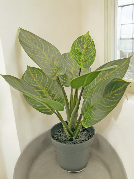 Rohdea - Pianta Verde Artificiale