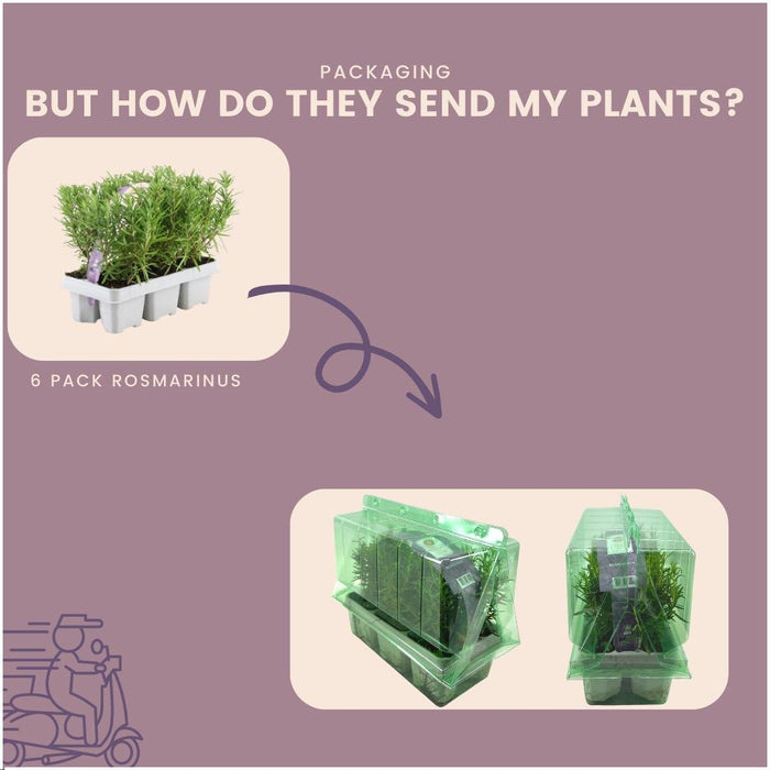 Rosmarino - 4 Confezioni Da 6