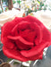 Rosa Artificiale Gigante Rossa 108 Cm Decorazione Interni