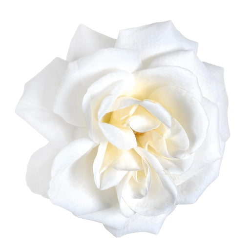 Cespuglio Di Rose Bianche - Pianta Da Fiore All'aperto