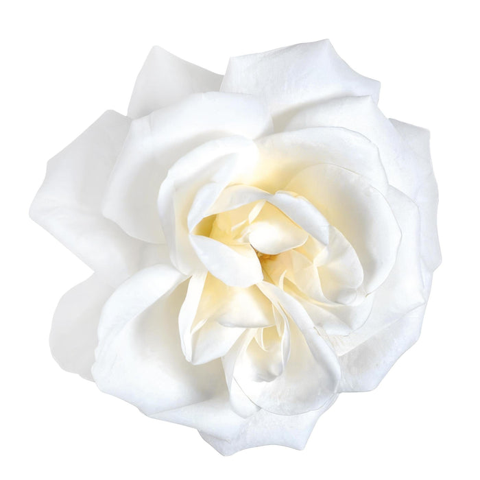 Cespuglio Di Rose Bianche - Pianta Da Fiore All'aperto