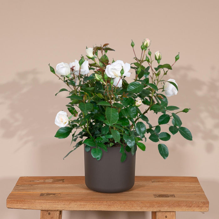 Cespuglio Di Rose Bianche - Pianta Da Fiore All'aperto