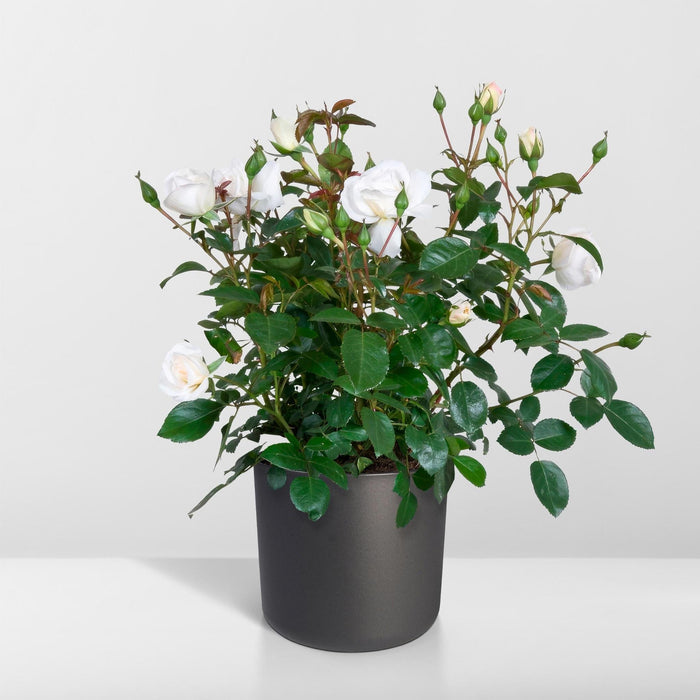 Cespuglio Di Rose Bianche - Pianta Da Fiore All'aperto