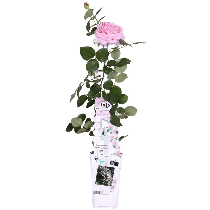 Cespuglio Di Rose Crazy In Love 'Rosa' - ↨65Cm - Ø15 - Arbusto Da Fiori Per Esterni