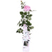 Cespuglio Di Rose Crazy In Love 'Rosa' - ↨65Cm - Ø15 - Arbusto Da Fiori Per Esterni