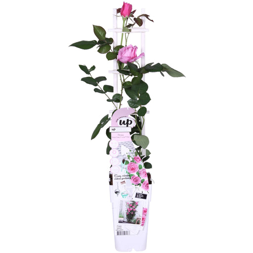 Cespuglio Di Rose Crazy In Love 'Rosa' - ↨65Cm - Ø15 - Arbusto Da Fiori Per Esterni