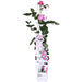 Cespuglio Di Rose Crazy In Love 'Rosa' - ↨65Cm - Ø15 - Arbusto Da Fiori Per Esterni