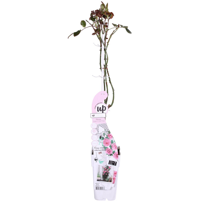 Cespuglio Di Rose Crazy In Love 'Rosa' - ↨65Cm - Ø15 - Arbusto Da Fiori Per Esterni
