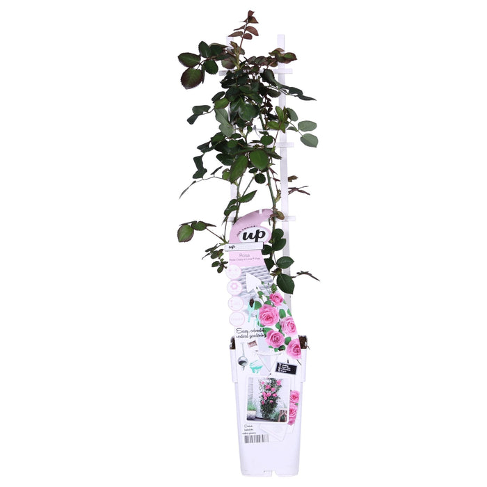 Cespuglio Di Rose Crazy In Love 'Rosa' - ↨65Cm - Ø15 - Arbusto Da Fiori Per Esterni