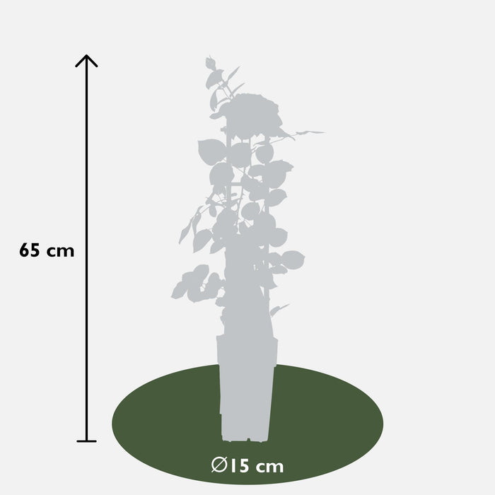 Cespuglio Di Rose Crazy In Love 'Rosa' - ↨65Cm - Ø15 - Arbusto Da Fiori Per Esterni