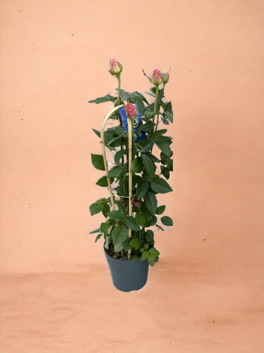 Eleganza Del Cespuglio Di Rose