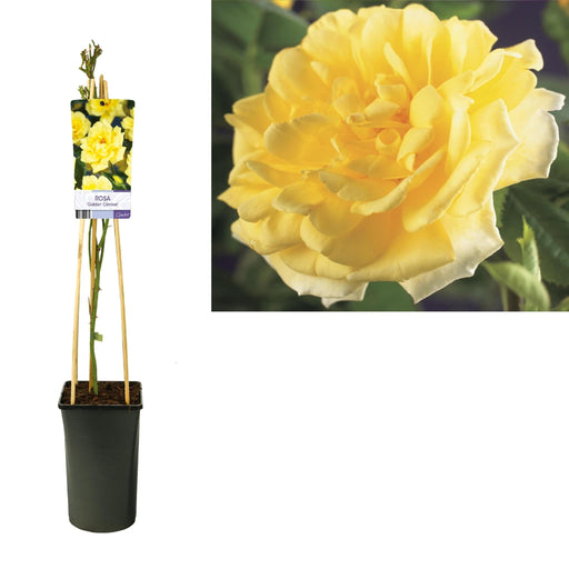 Cespuglio Di Rose Giallo Dorato D17Cm H75Cm