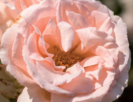 Cespuglio Di Rose La Regina Delle Spose D15Cm H65Cm