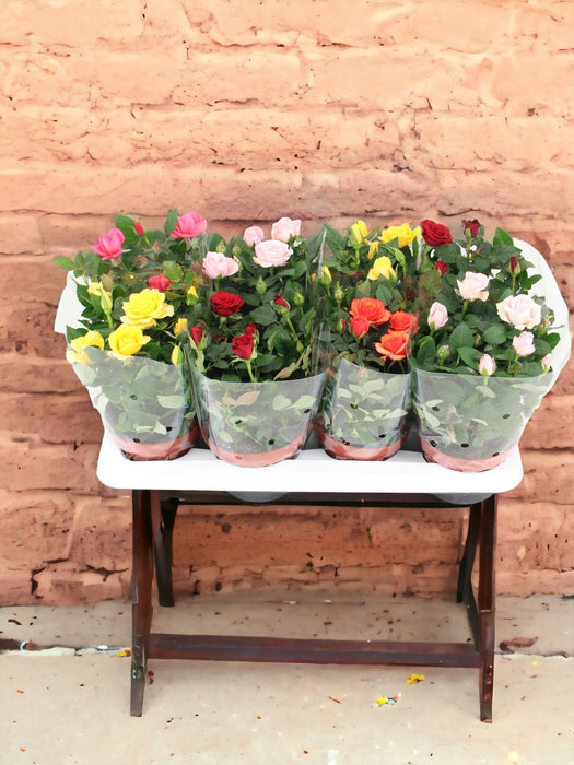 Cespuglio Di Rose Mix D14Cm H26Cm