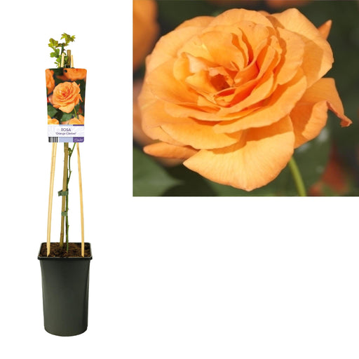 Cespuglio Di Rose Arancio D17Cm H75Cm
