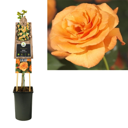 Cespuglio Di Rose Arancio D17Cm H75Cm