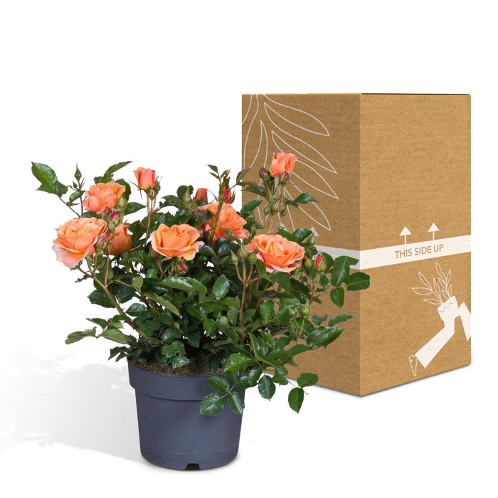 Cespuglio Di Rose Arancioni - Pianta Da Fiore Per Esterni