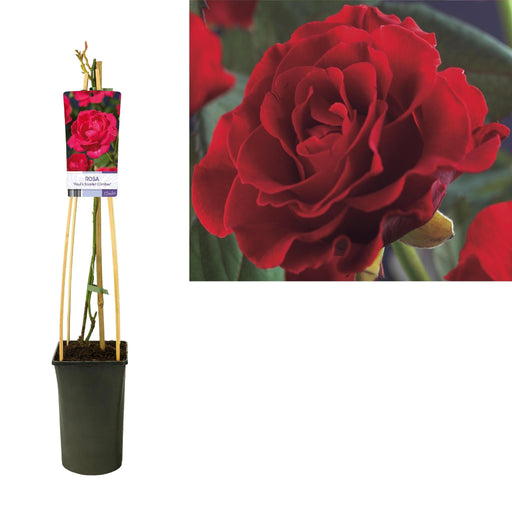 Cespuglio Di Rose Paul'S Sclarlet Climber D17Cm H75Cm
