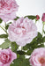 Cespuglio Di Rose Rosa - Set Da 3 - ↨65 Cm - Ø15 - Pianta Da Fiore Per Esterni