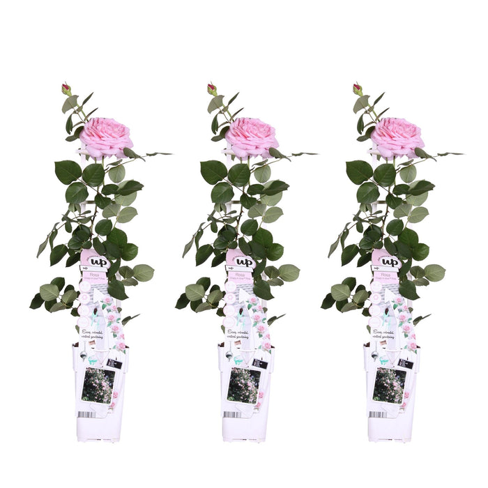 Cespuglio Di Rose Rosa - Set Da 3 - ↨65 Cm - Ø15 - Pianta Da Fiore Per Esterni