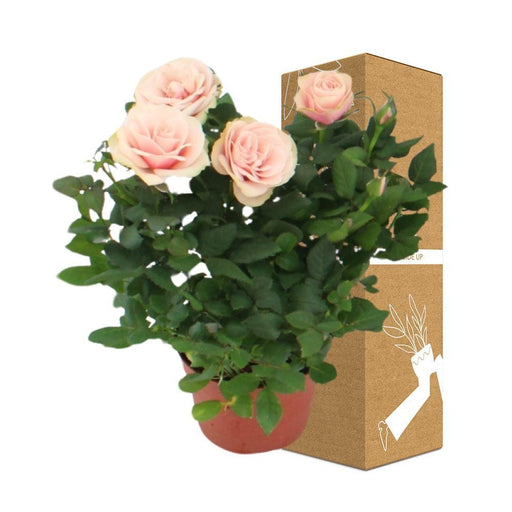 Cespuglio Di Rose Rosa Cipria