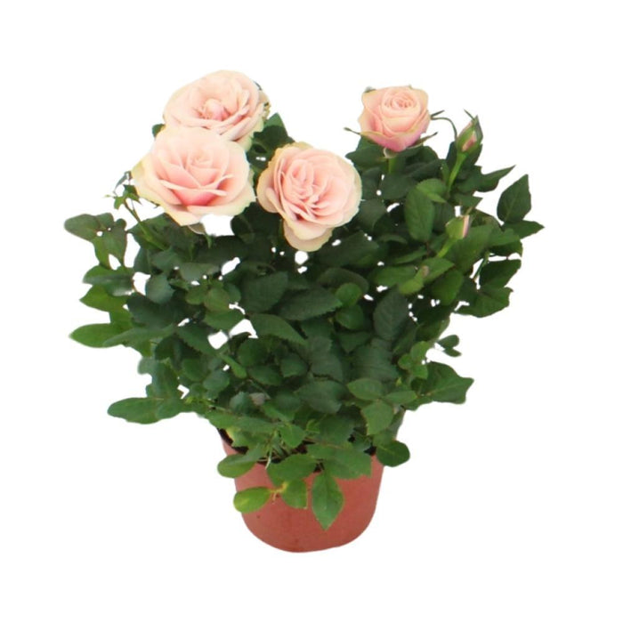 Cespuglio Di Rose Rosa Cipria