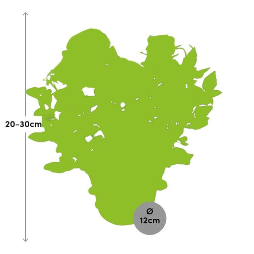 Cespuglio Di Rose Rosa Cipria