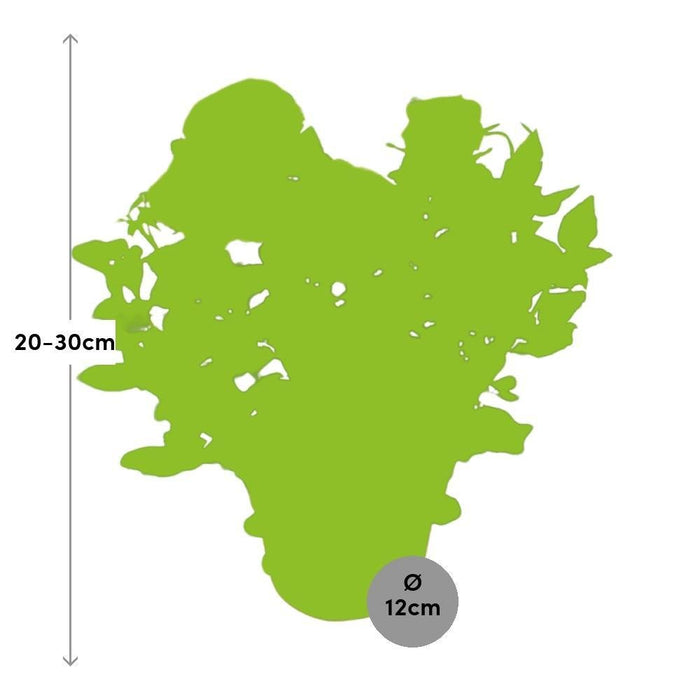 Cespuglio Di Rose Rosa Cipria