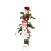 Cespuglio Di Rose Rosse - ↨65Cm - Ø15 - Arbusto Fiorito